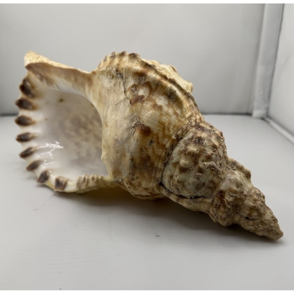 Set Of 8 VTG Estate Sea Shells Inclu. Various Sizes And Types + 10" Conch - Picture 14 of 16